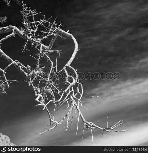 the sky light in oman old dead tree