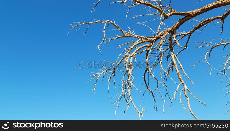 the sky light in oman old dead tree