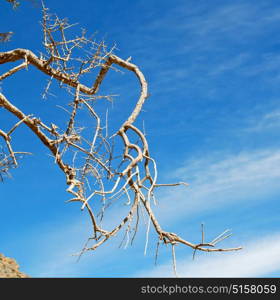 the sky light in oman old dead tree