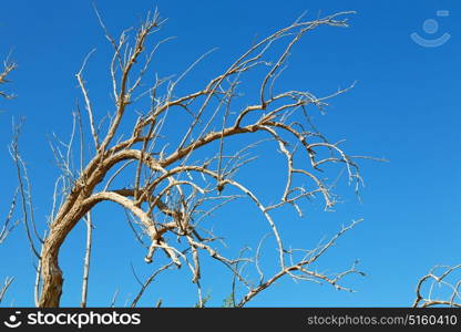 the sky light in oman old dead tree