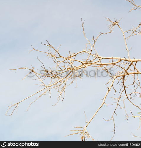 the sky light in oman old dead tree