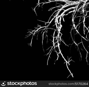 the sky light in oman old dead tree