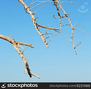 the sky light in oman old dead tree