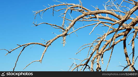 the sky light in oman old dead tree