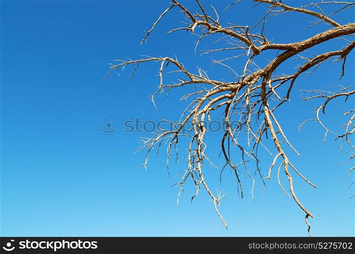 the sky light in oman old dead tree