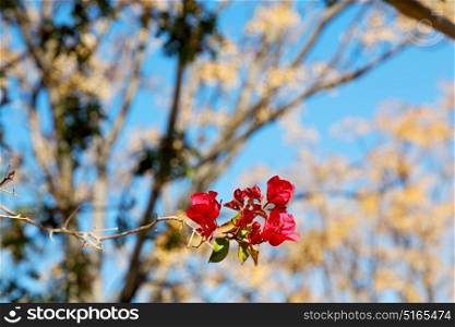 the sky light red flower tree and branch