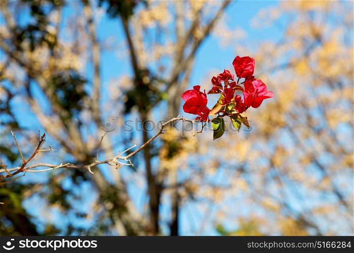 the sky light red flower tree and branch
