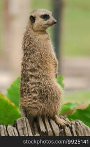 The Slender-tailed Meerkat stood on a beam.To examine and smell, Meerkat did not like being stationary. Loves to stand upright