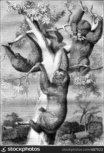 The sloths, vintage engraved illustration. Magasin Pittoresque 1836.