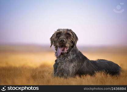 The Slovak Coarse Haired Dog is a dog breed bred in Slovakia. It is characterized by a typical coarse coat of gray color. It is so far the youngest Slovak national breed. 