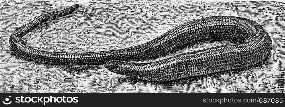 The slow worm, vintage engraved illustration. From Deutch Vogel Teaching in Zoology.