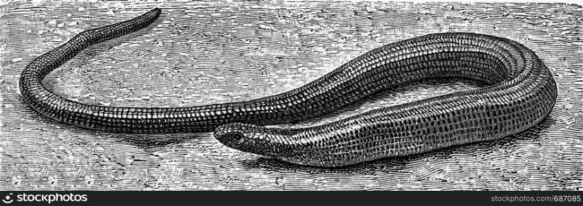 The slow worm, vintage engraved illustration. From Deutch Vogel Teaching in Zoology.