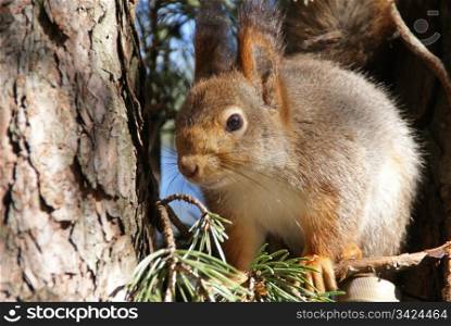 The small amusing fluffy animal lives in coniferous forests, climbs on trees.