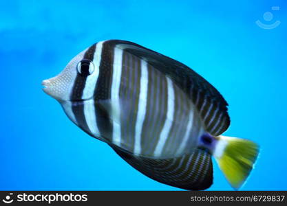 The Small anemonefish in the aquarium