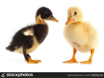 The small duckling isolated on a white background