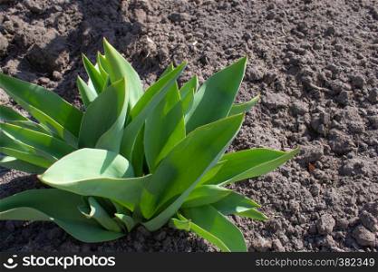 The small leaves of tulips grow in the ground in spring. Close-up.. The small leaves of tulips grow in the ground in spring.