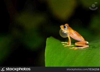 The small orange frog is sitting on a leaf. A small orange frog is sitting on a leaf