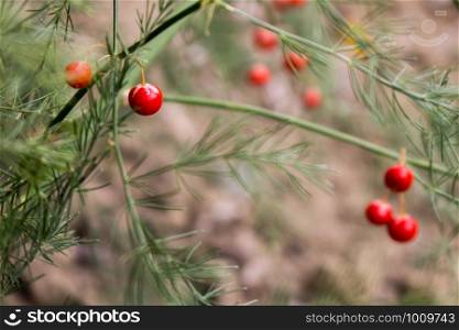 The small red asparagus berries