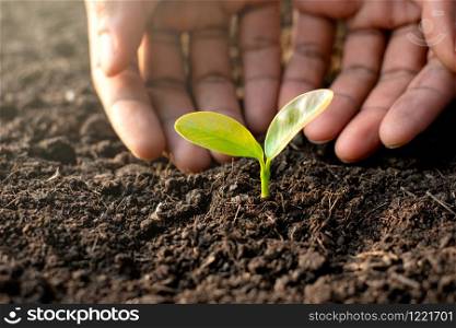 The small seedlings are growing from the soil while the hands of men are greeted gently, ecology concept.