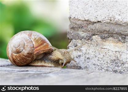 the snail is climbing the wall in the garden