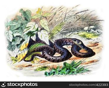 The snake with collar, vintage engraved illustration. Natural History from Lacepede.
