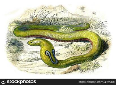 The snake with glasses, vintage engraved illustration. Natural History from Lacepede.