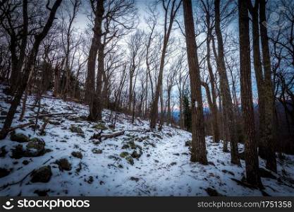 The snowy Appalachian Trail within Shenandoah National Park during the winter.