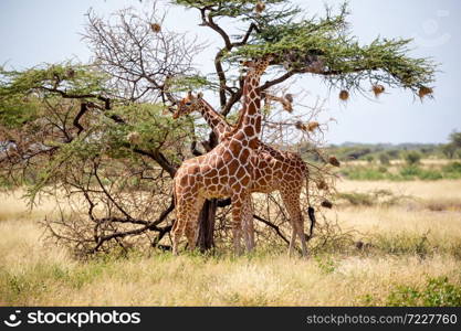 The Somalia giraffes eat the leaves of acacia trees. Two Somalia giraffes eat the leaves of acacia trees