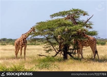 The Somalia giraffes eat the leaves of acacia trees. Two Somalia giraffes eat the leaves of acacia trees