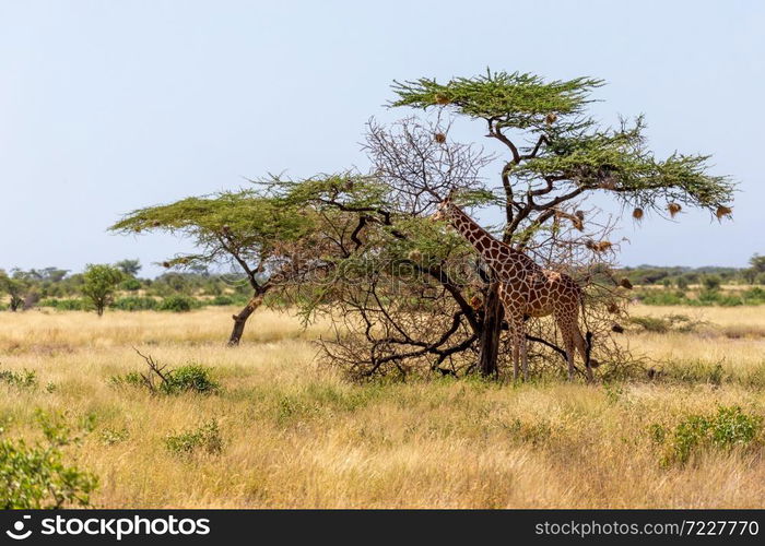 The Somalia giraffes eat the leaves of acacia trees. Two Somalia giraffes eat the leaves of acacia trees