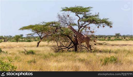 The Somalia giraffes eat the leaves of acacia trees. Two Somalia giraffes eat the leaves of acacia trees