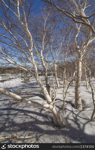 The special birch trees at the foot of the north slope of the Etna volcano in Sicily Italy