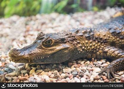 The spectacled caiman (Caiman crocodilus chiapasius) closeup portrait. The spectacled caiman