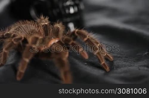 The spider crawls on a black cloth