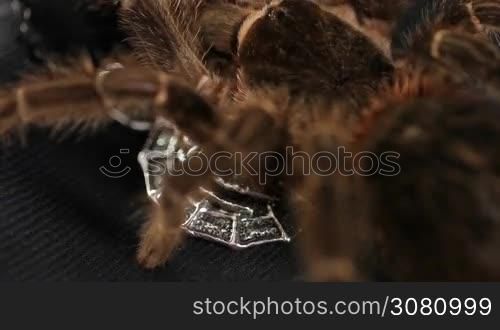 The spider crawls on a silver amulet