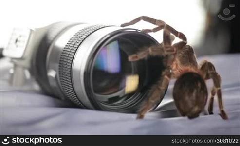 The spider crawls on the cannon 70-200mm Lens.Close up