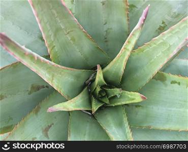 The spiky leaves of an aloe plant radiate from the center as seen from above.