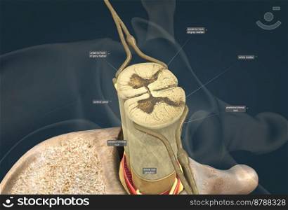The spinal nerve is a mixed nerve that carries motor, sensory and autonomic signals between the spinal cord and the body. 3d illustration. The spinal nerve is a mixed nerve that carries motor, sensory and autonomic signals between the spinal cord and the body