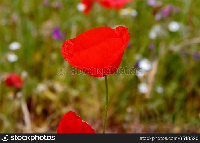 The Spring is here. Beautigul wild red poppies in the meadow