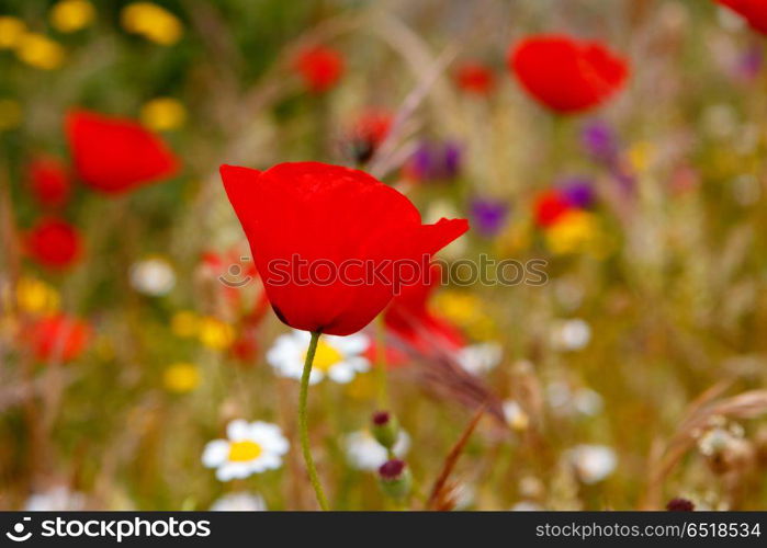 The Spring is here. Beautigul wild red poppies in the meadow