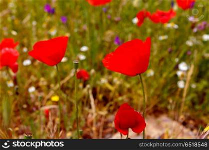 The Spring is here. Beautigul wild red poppies in the meadow