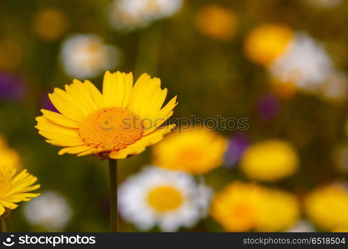 The Spring is here. Beautiufl wild yellow flower in the meadow