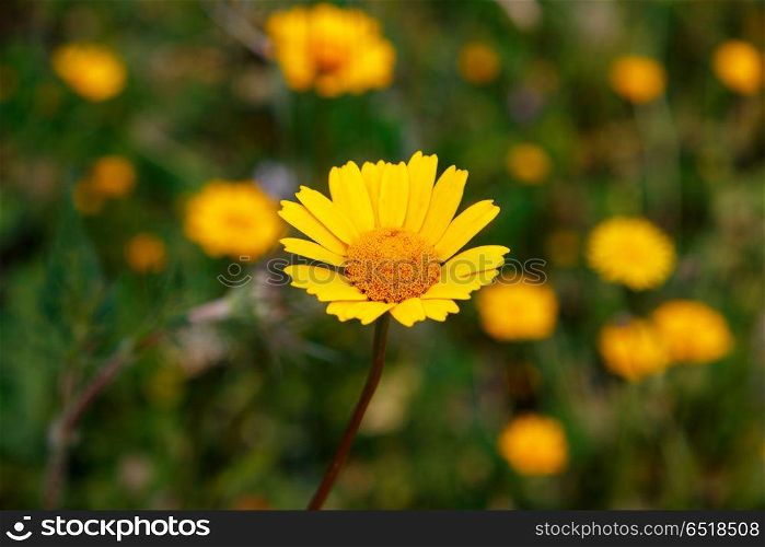 The Spring is here. Beautiufl wild yellow flower in the meadow