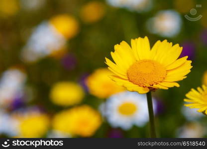 The Spring is here. Beautiufl wild yellow flower in the meadow