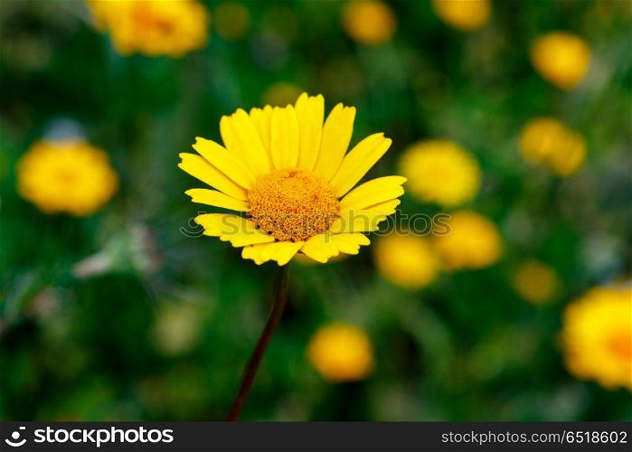 The Spring is here. Beautiufl wild yellow flower in the meadow