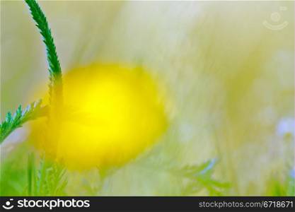 The Spring nature background with grass for design