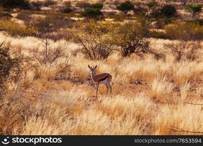 The springbok (Antidorcas marsupialis) in the african bush, Namibia. Travel Africa safari