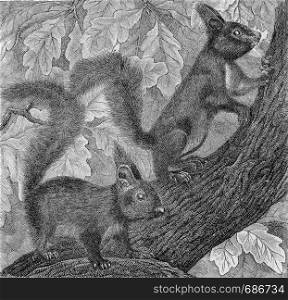 The Squirrel, Sciurus vulgaris, vintage engraved illustration. From Deutch Vogel Teaching in Zoology.