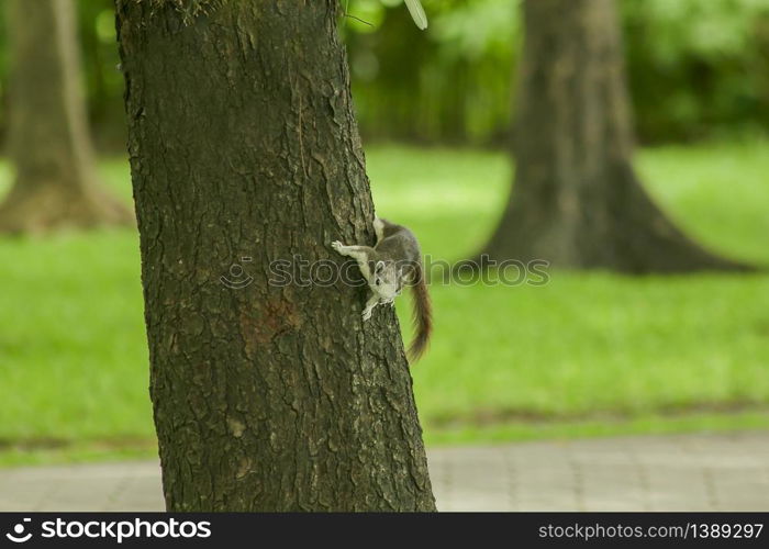 The squirrels are climbing on high trees in the park.