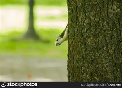The squirrels are climbing on high trees in the park.